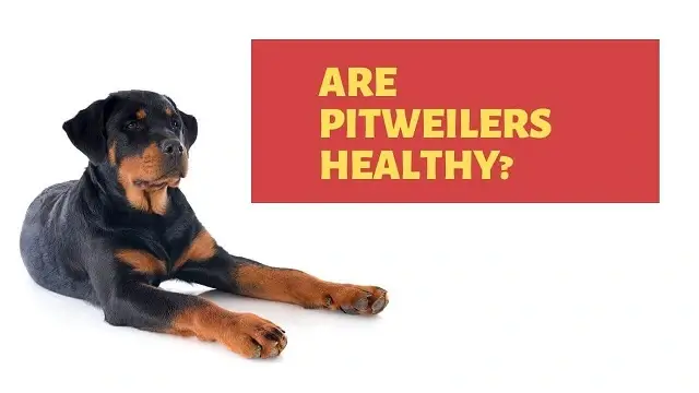 Pitweilers health