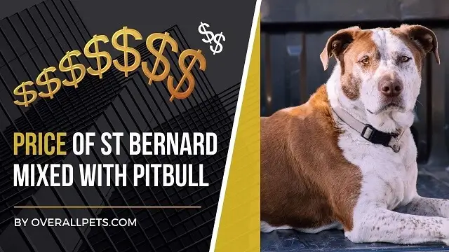 St Bernard Mixed With Pitbull Price