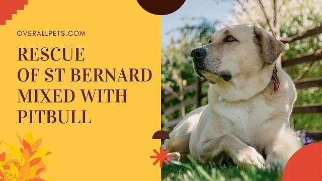 How to adopt a St Bernard Mixed With Pitbull