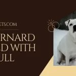 St Bernard Mixed With Pitbull: All Things You Need To Know!