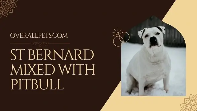 St Bernard Mixed With Pitbull