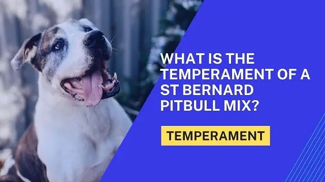 Temperament St Bernard Pitbull mix