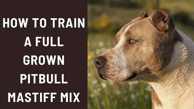 How To Train A Full Grown Pitbull Mastiff Mix