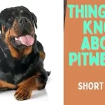What do I need to know about Pitweilers_