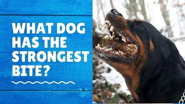 What dog has the strongest bite_