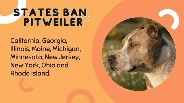 What states are Rottweilers banned