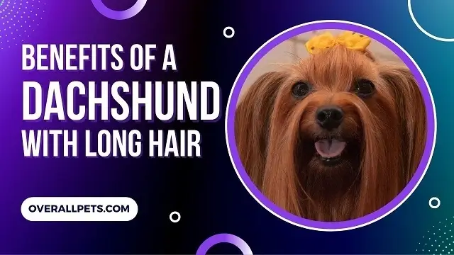 benefits of a dachshund with long hair