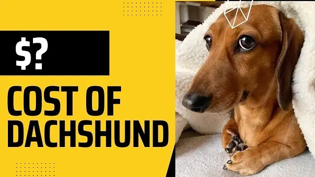 cost of dachshund
