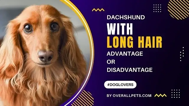 dachshund with long hair
