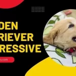 Are Golden Retriever Aggressive?