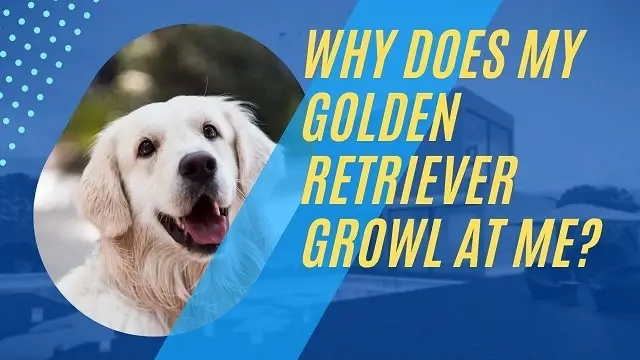 Why does my golden retriever growl at me