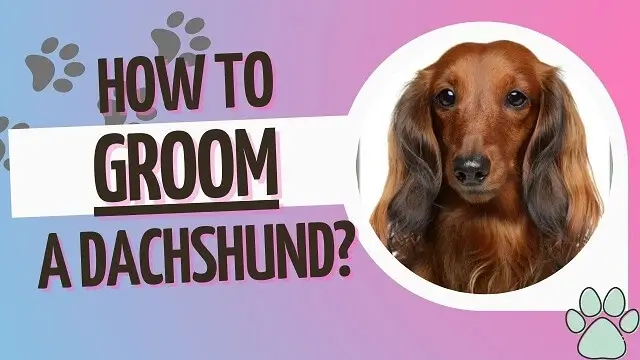how to groom a dachshund