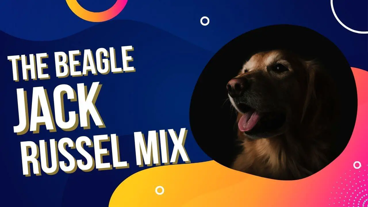 Beagle Jack Russell Mix