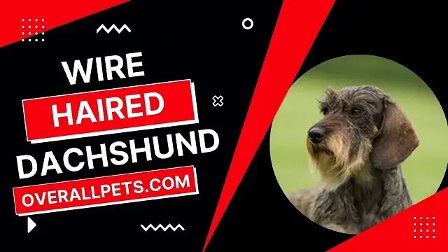 wire haired dachshund