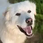 Great Pyrenees German Shepherd Mix-A Unique and Exotic Crossbreed