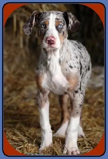 Catahoula Pit mix Puppies for Sale