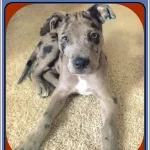 Catahoula Pit Mix Puppies-Pitahoula Dog Breed untold Facts 2023