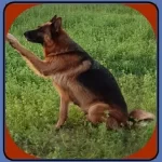 German Shepherd Boxer Mix Dog Size Temperament Lifespan Guide