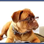Pitbull Mastiff Mix Puppies for Adoption [Owner's Guide 2023]