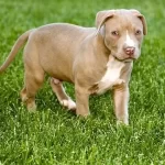 How Much Exercise Does A Pitbull Need?