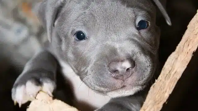 Pitbull Puppy Training