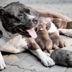 How to Take Care of 5 Week Old Pitbull Puppy