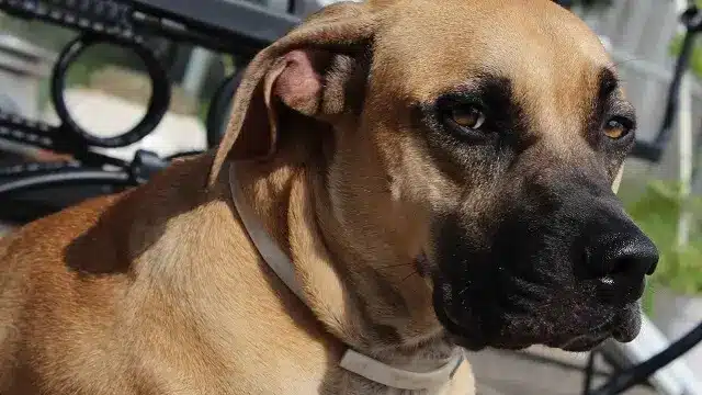 Black Mouth Cur Mix Appearance