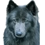 Blue Bay Shepherd For Sale Guide-A Rare and Beautiful Breed
