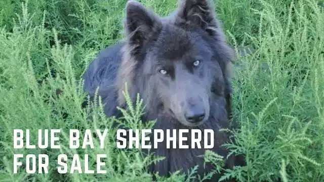 Blue Bay Shepherd For Sale 