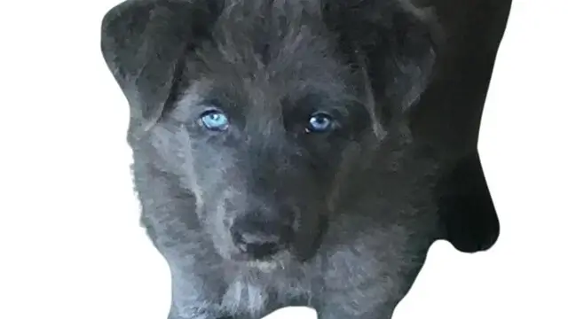Blue Bay Shepherd Puppy For Sale