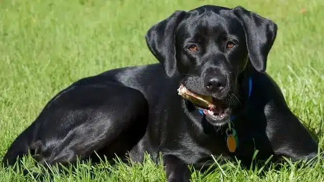 How Long Do Black Labs Live