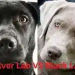 Silver Lab vs Black Lab