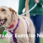 Labrador Exercise Needs
