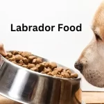 Labrador Food