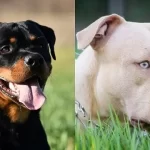 Pitbull Vs Rottweiler: Battle of the Breeds