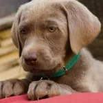 Get the Ultimate Guide to Silver Lab Puppies: Info, Care & More