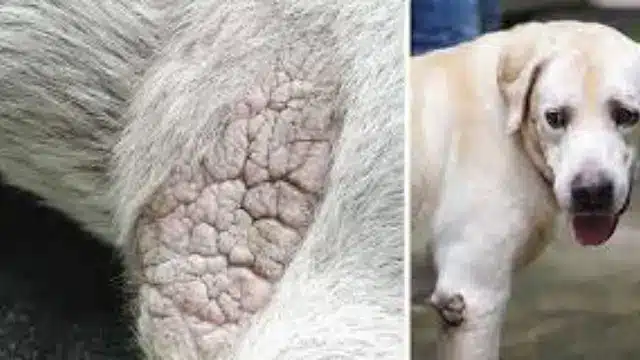 Labrador Dry Skin
