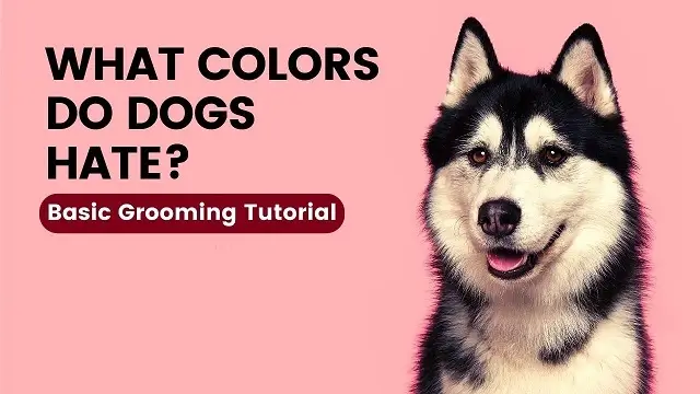 What Colors Do Dogs Hate