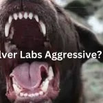 Are Silver Labs Aggressive