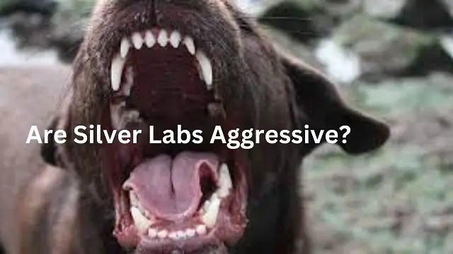 Are Silver Labs Aggressive