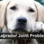 Labrador Joint Problems