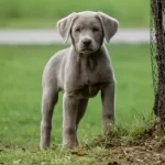 Silver Labrador Puppies for Sale In Ohio