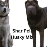 Shar Pei Husky Mix - Charms Of A Unique Canine Blend 2023