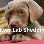 Silver Lab Shedding
