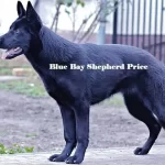 Blue Bay shepherd Price