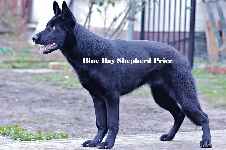 Blue Bay shepherd Price