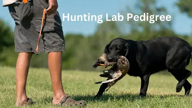 Hunting Lab Pedigree