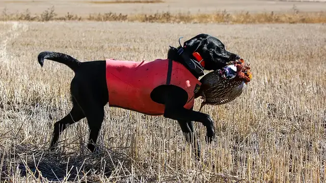 Labrador Hunt Test