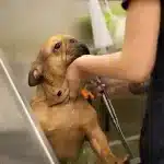 Grooming French Bulldog Hairless